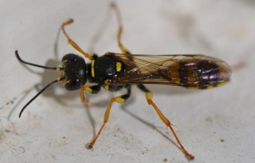 Mellinus arvensis